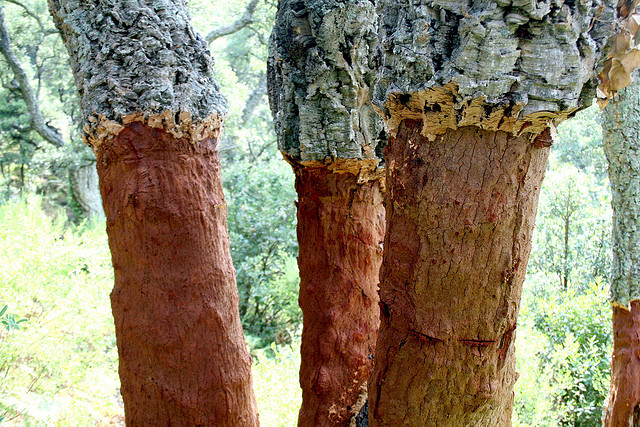 kulit pohon gabus 2