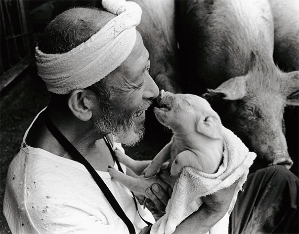 Persahabatan Antara Seorang Petani dan Babi-Babinya Yang Sangat Mengagumkan