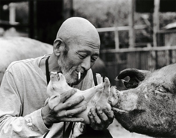 Persahabatan Antara Seorang Petani dan Babi-Babinya Yang Sangat Mengagumkan_4