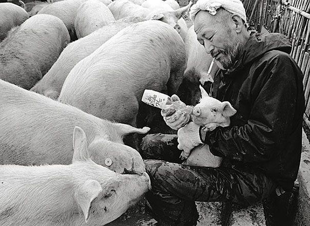 Persahabatan Antara Seorang Petani dan Babi-Babinya Yang Sangat Mengagumkan_8